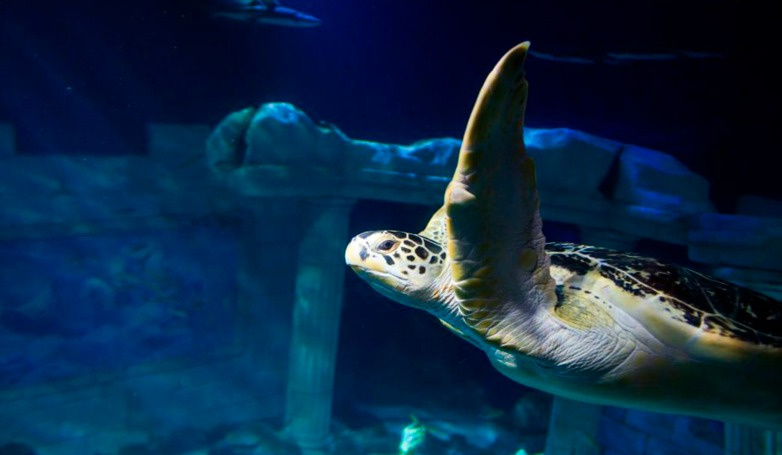 Descoberta Marinha no SEA LIFE Porto